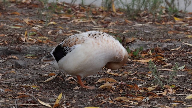 Pato sp. - ML611220366