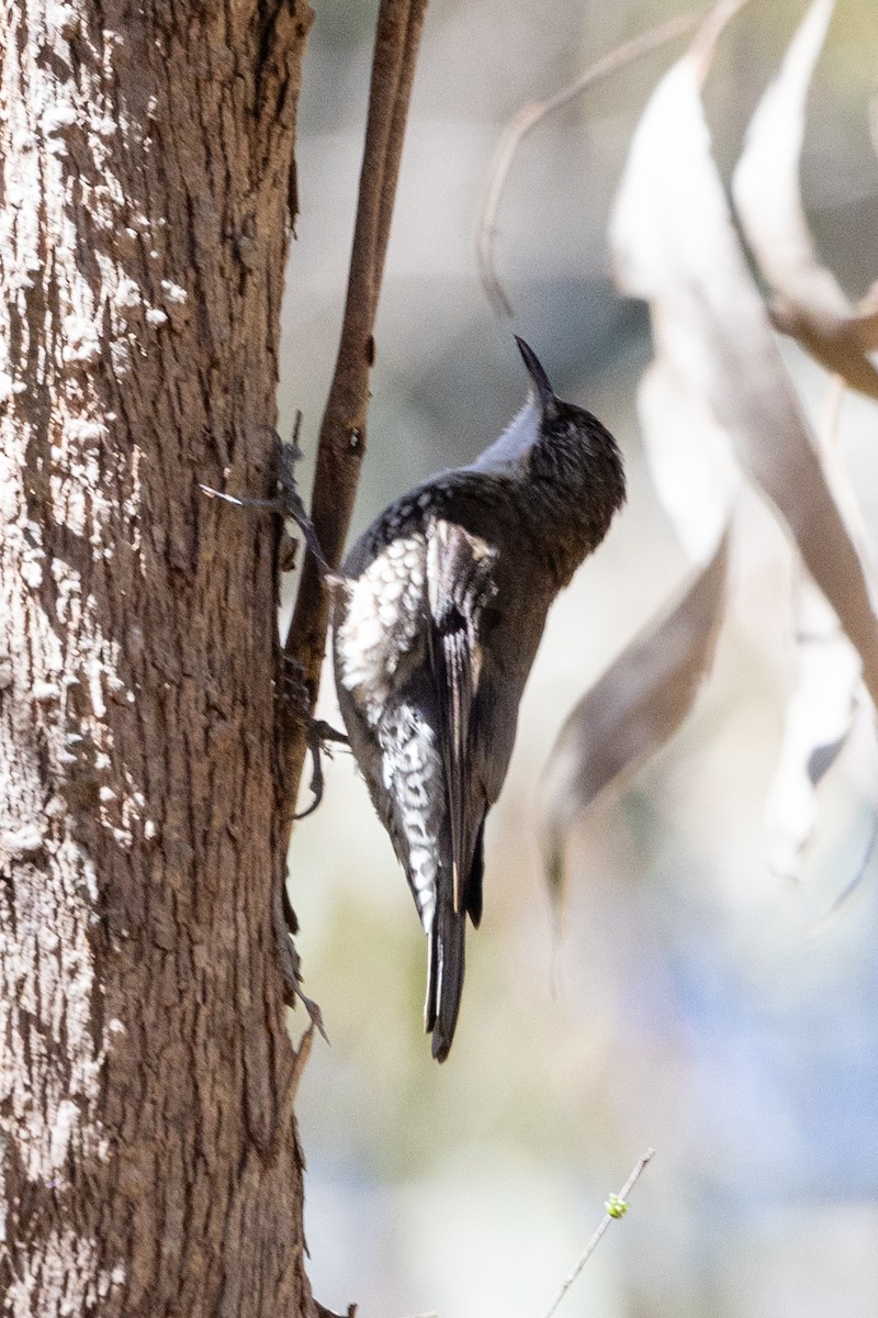 White-throated Treecreeper - ML611220546