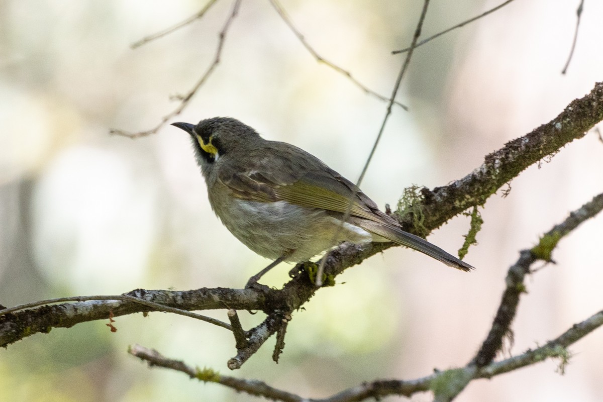 Yellow-faced Honeyeater - ML611220548