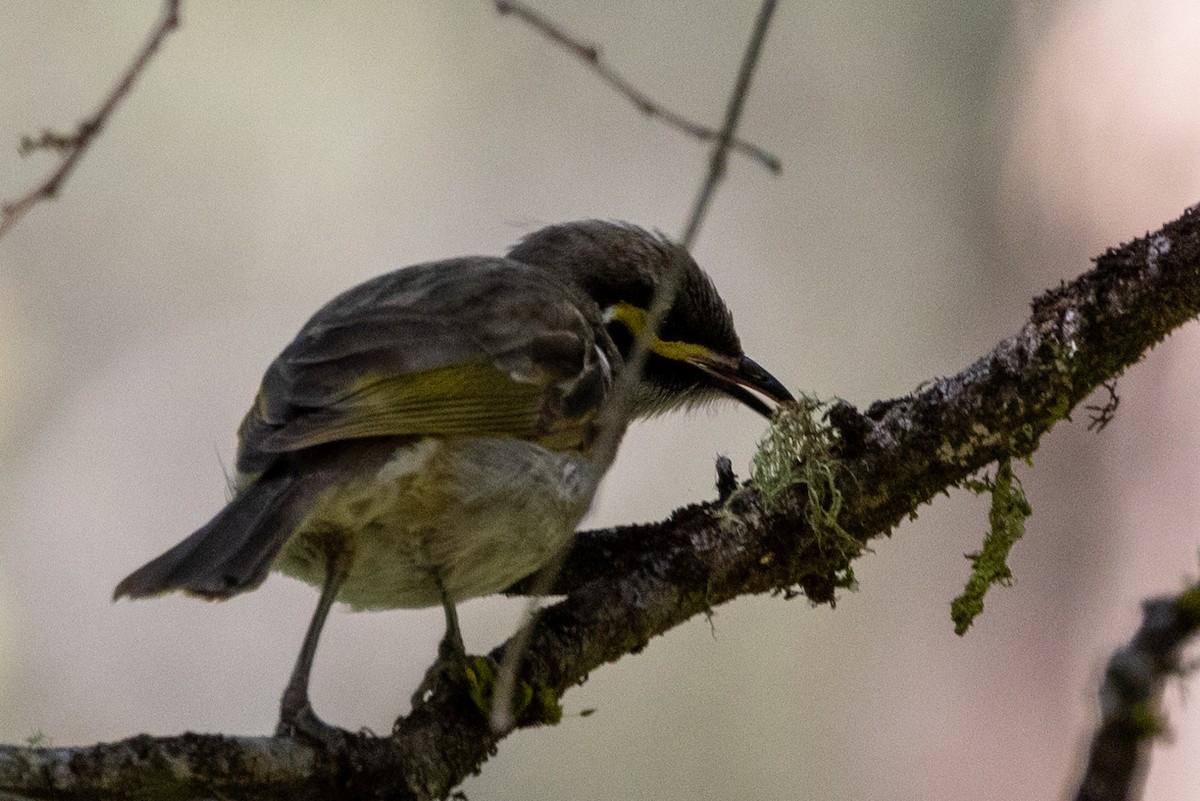 Yellow-faced Honeyeater - ML611220549