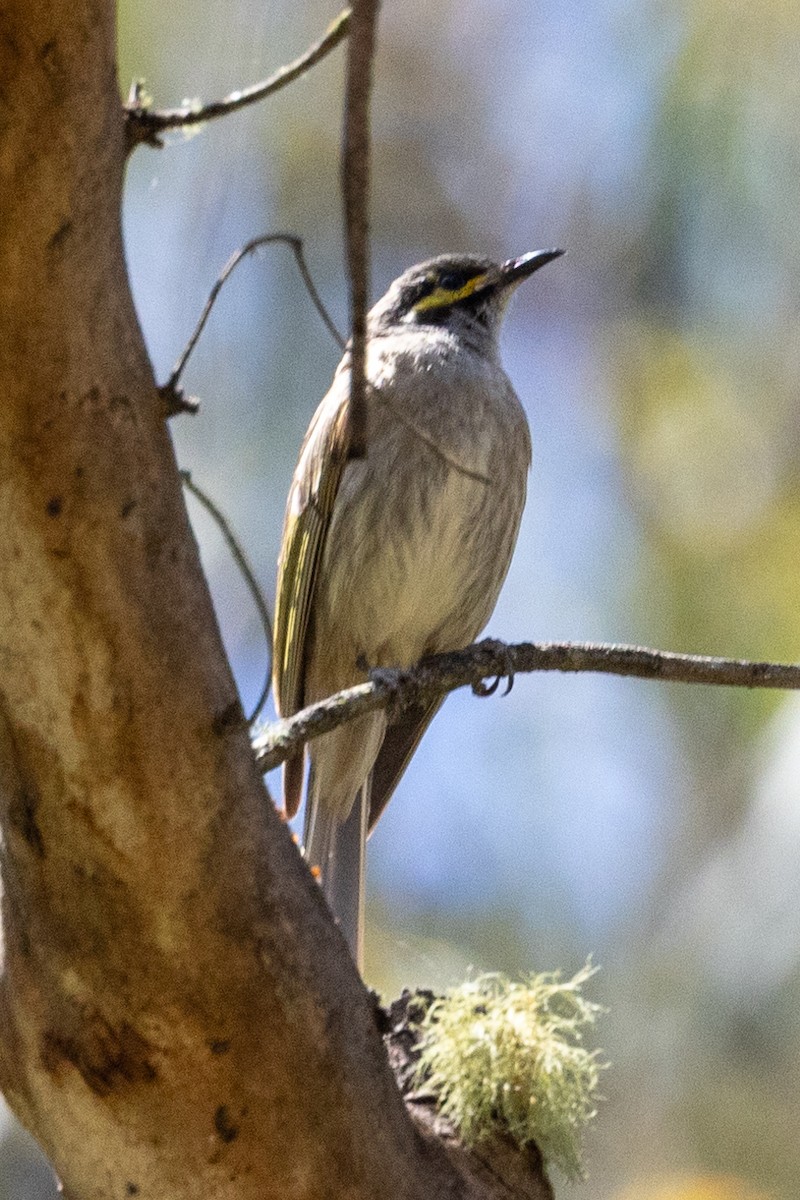 Yellow-faced Honeyeater - ML611220550