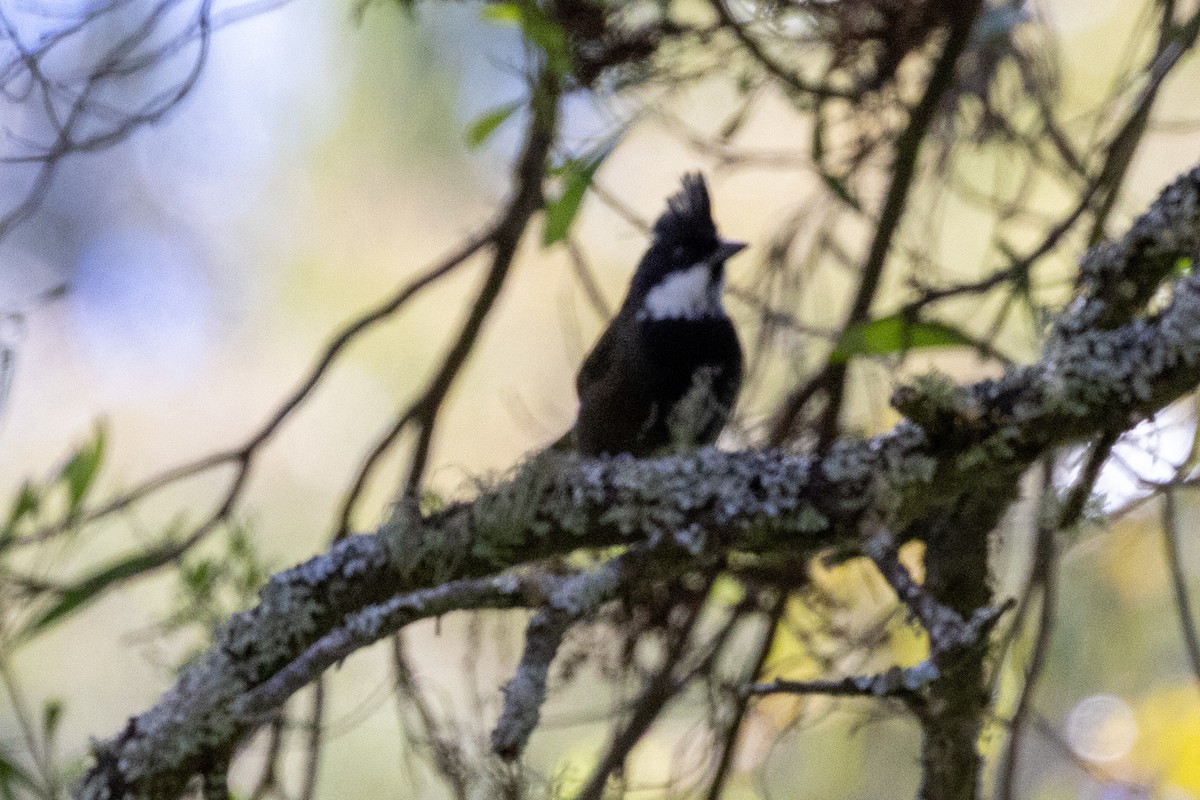 Eastern Whipbird - ML611220556