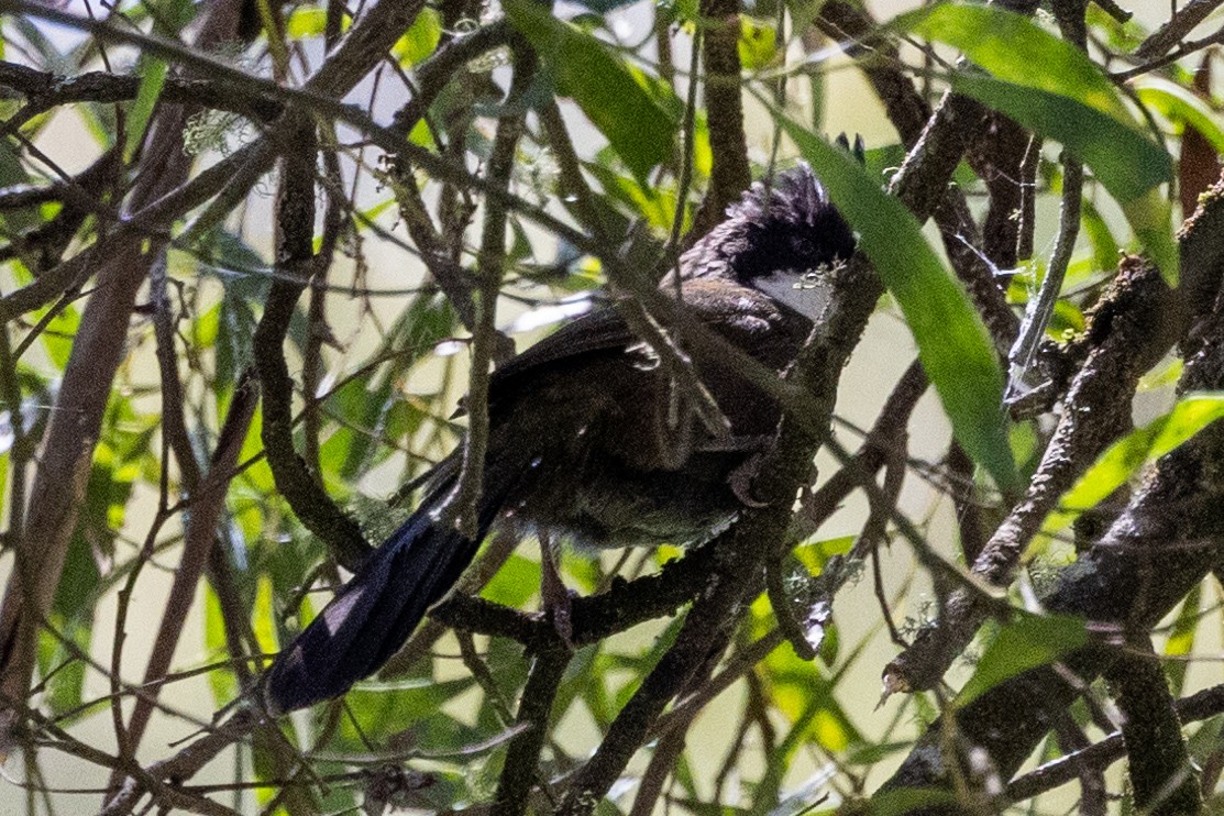 Eastern Whipbird - ML611220557