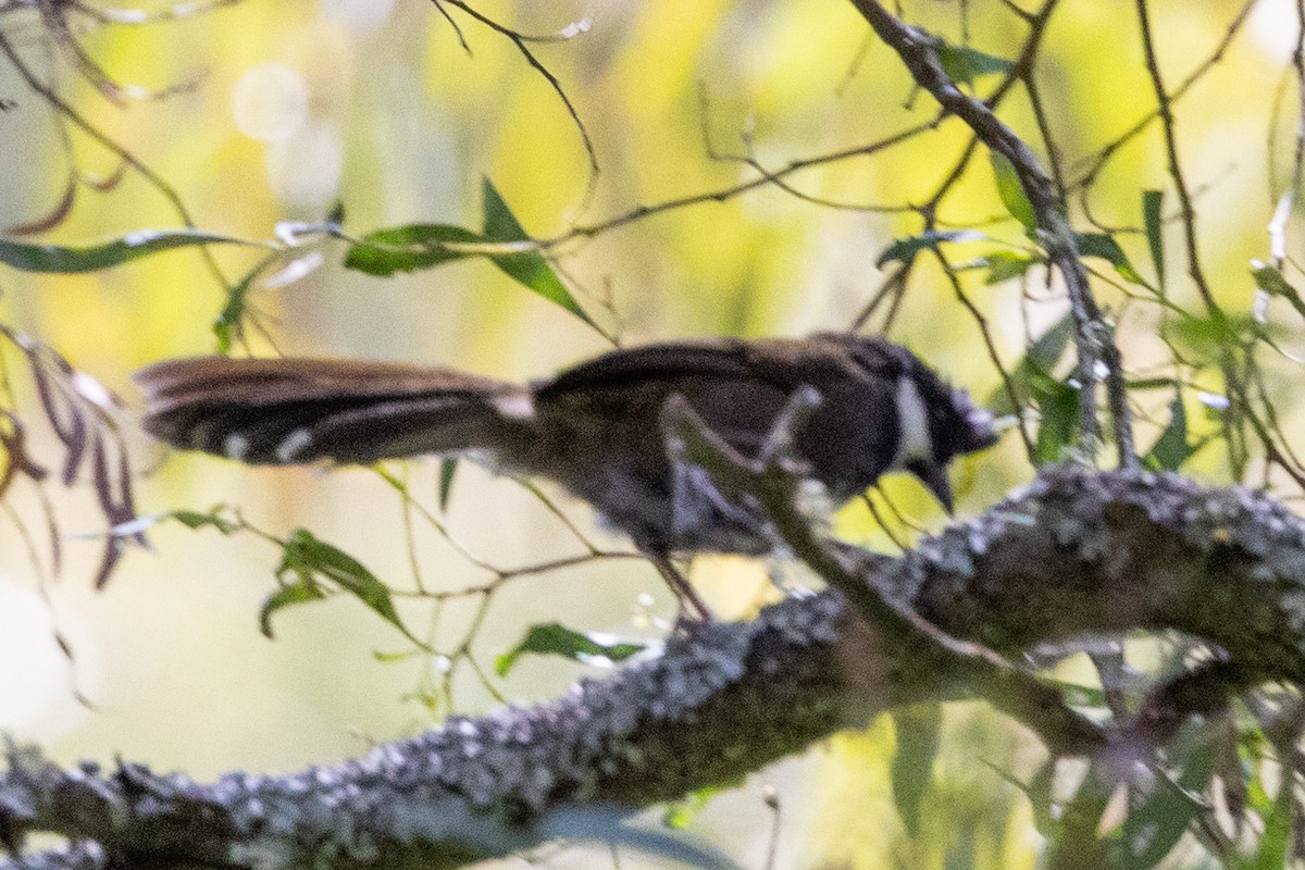 Eastern Whipbird - ML611220558