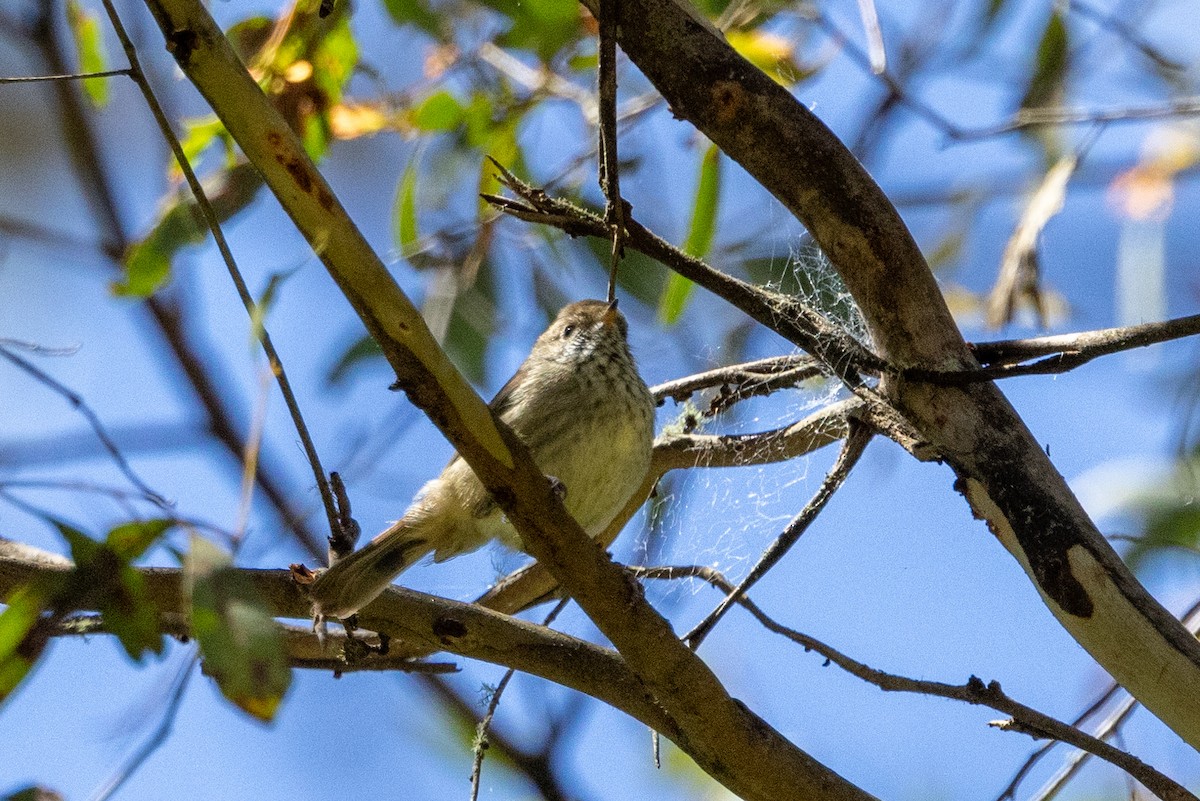 Brown Thornbill - ML611220566