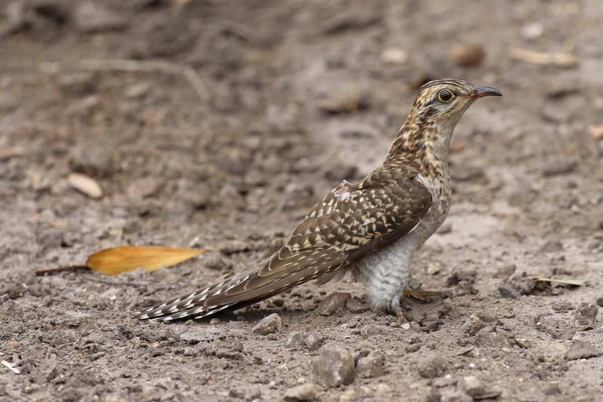 Pallid Cuckoo - ML611220583