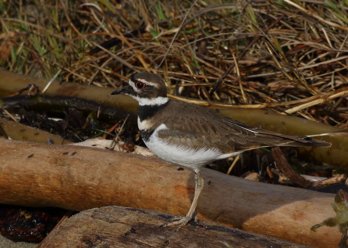 Killdeer - Kent Leland