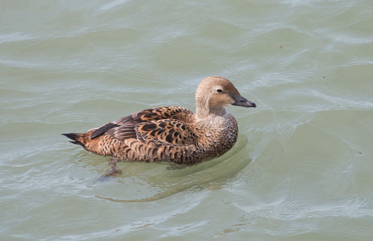 King Eider - Robert McMorran