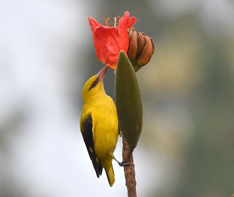 Indian Golden Oriole - ML611220607