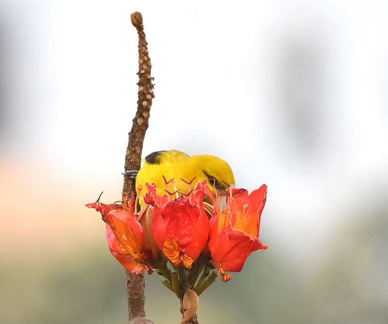 Indian Golden Oriole - ML611220608