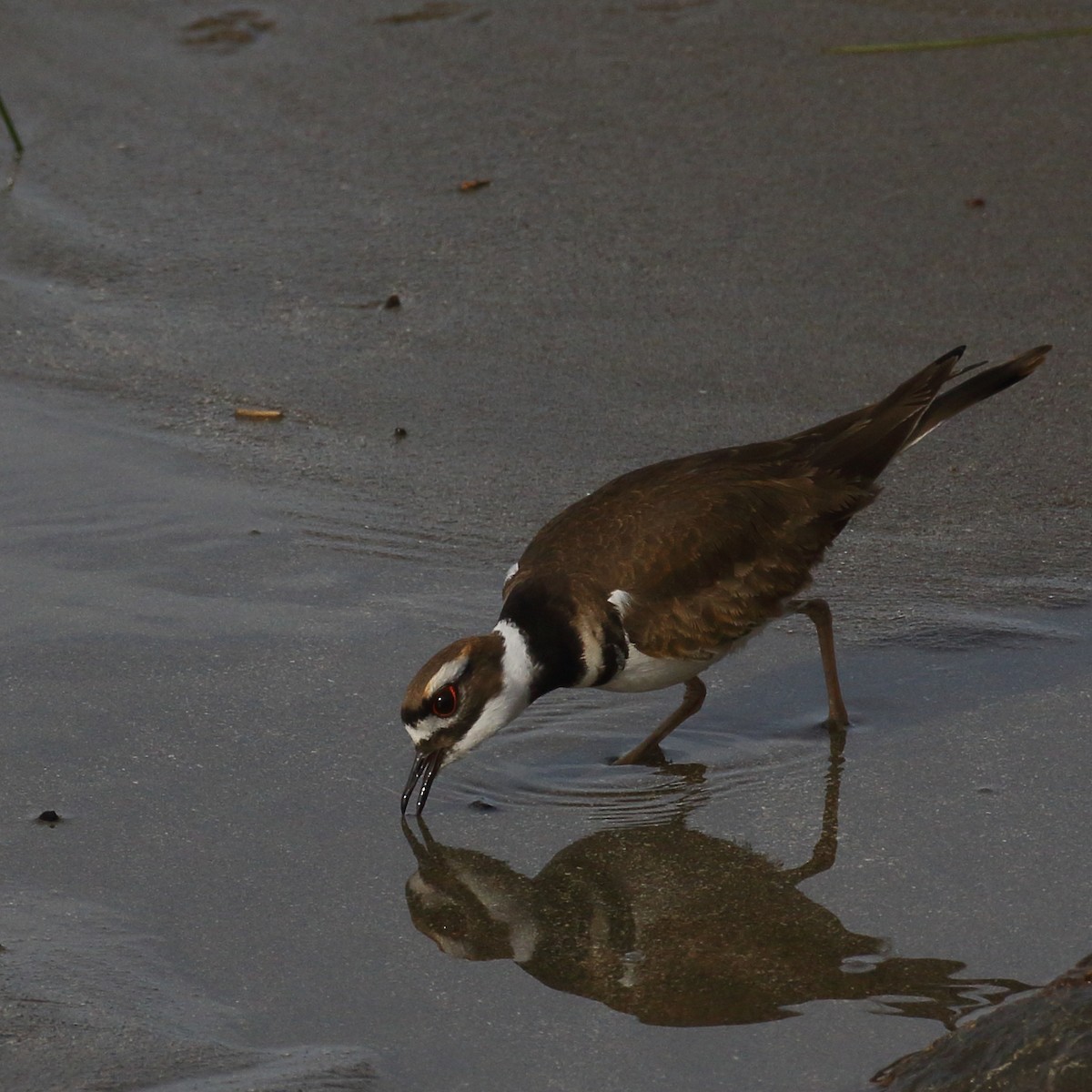 Killdeer - Kent Leland