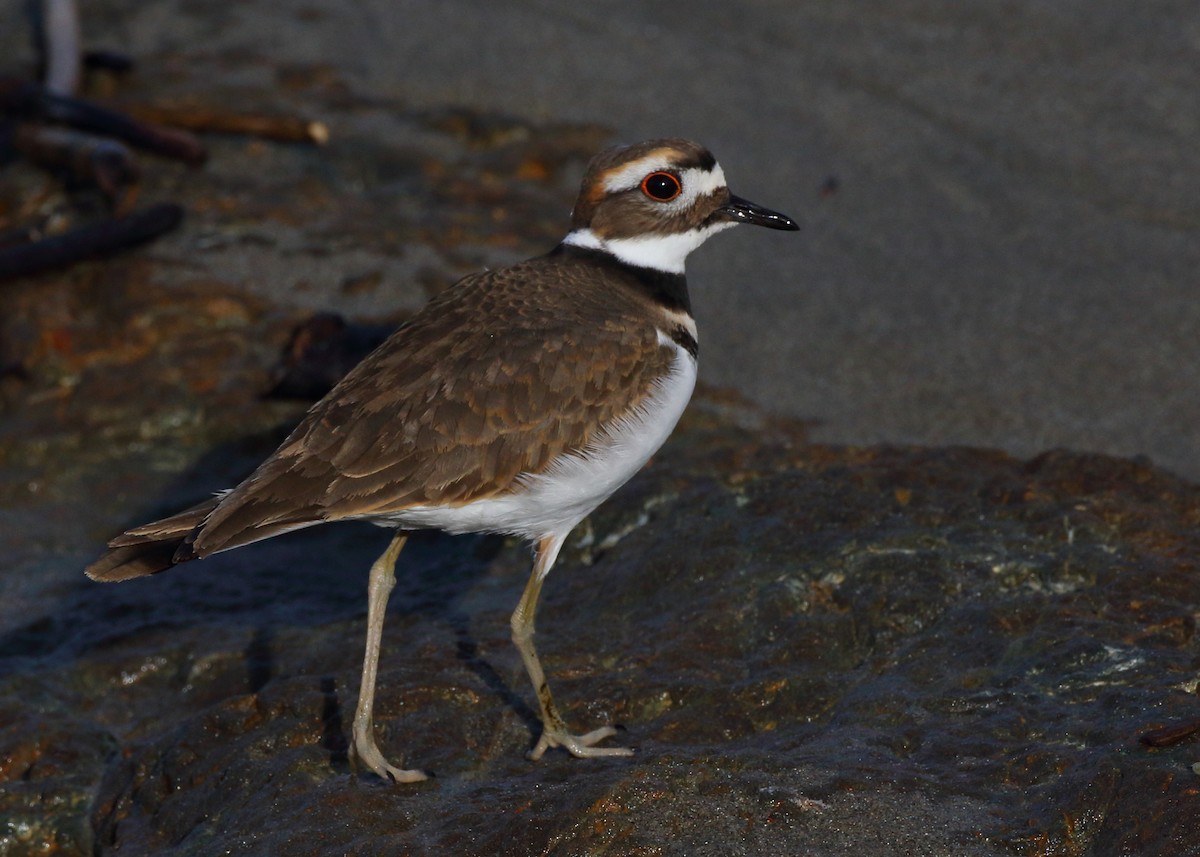 Killdeer - Kent Leland