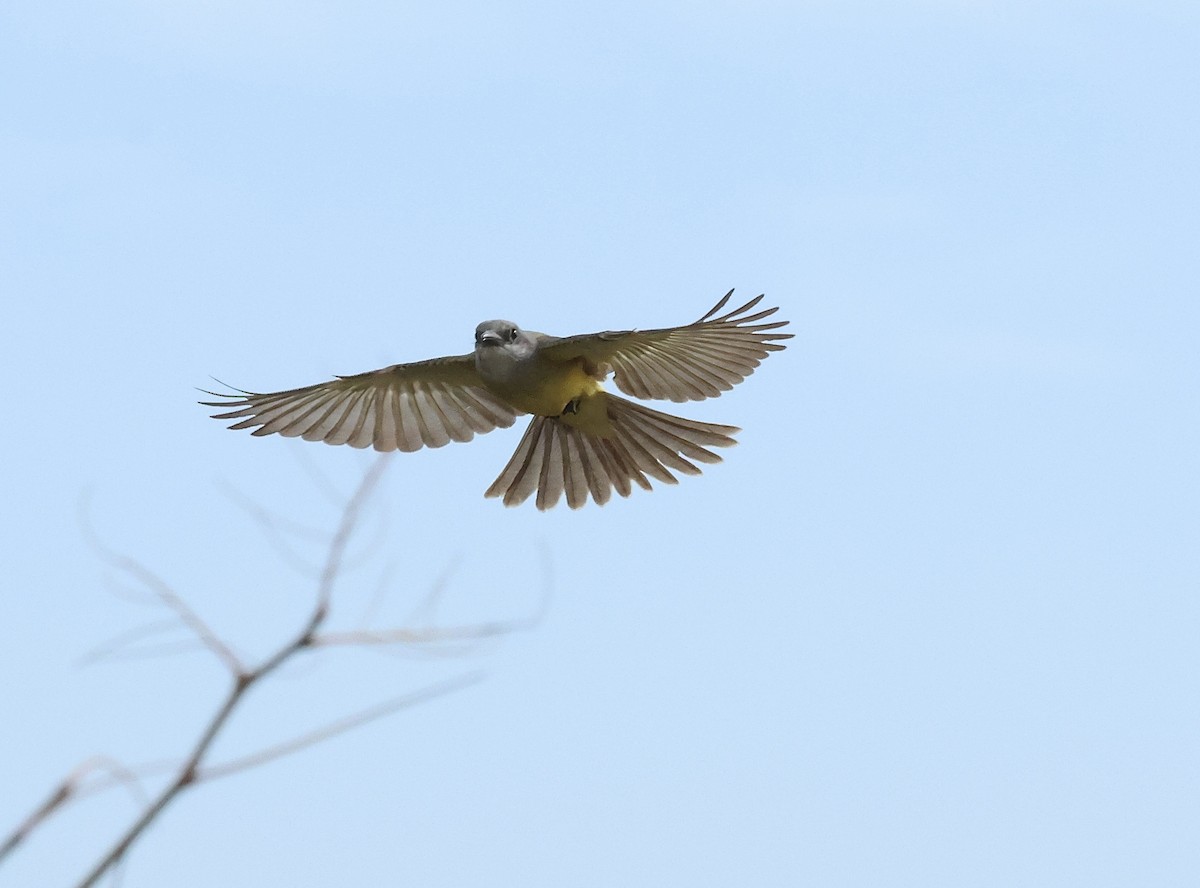 Tropical Kingbird - Kent Van Vuren