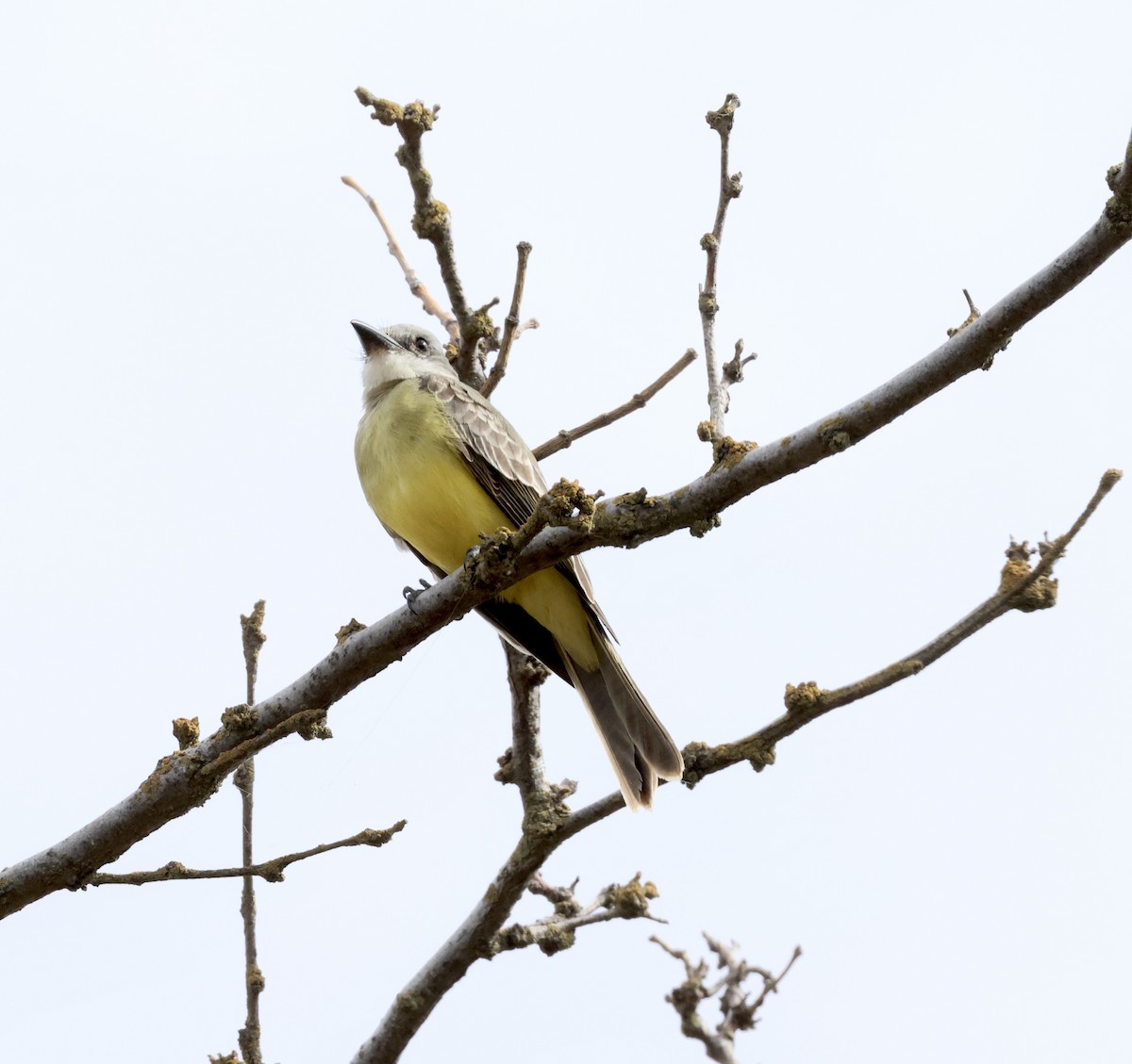 Tropical Kingbird - ML611220655