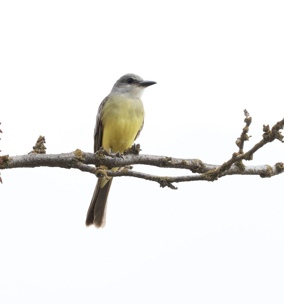 Tropical Kingbird - ML611220665