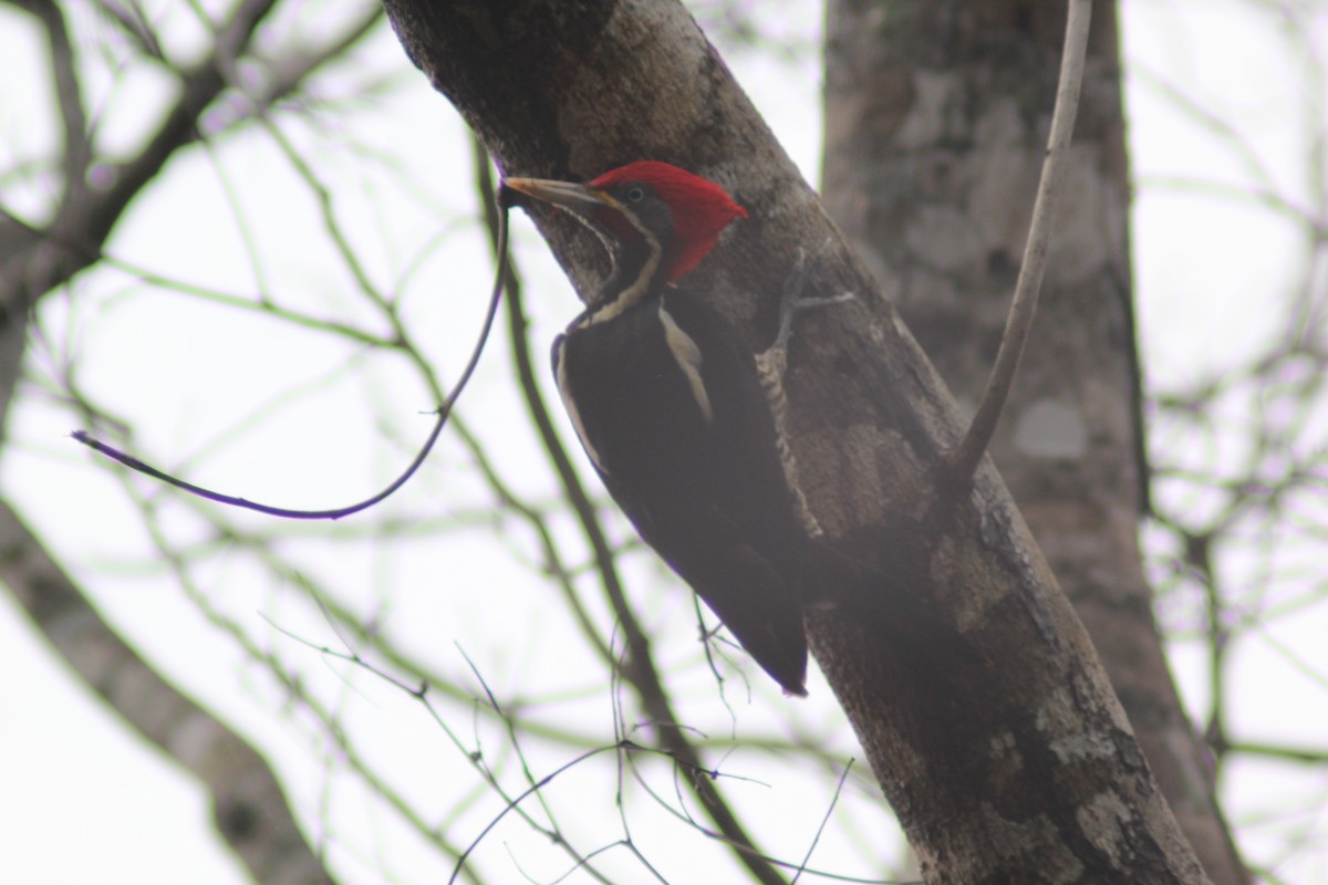 Lineated Woodpecker - ML611220709