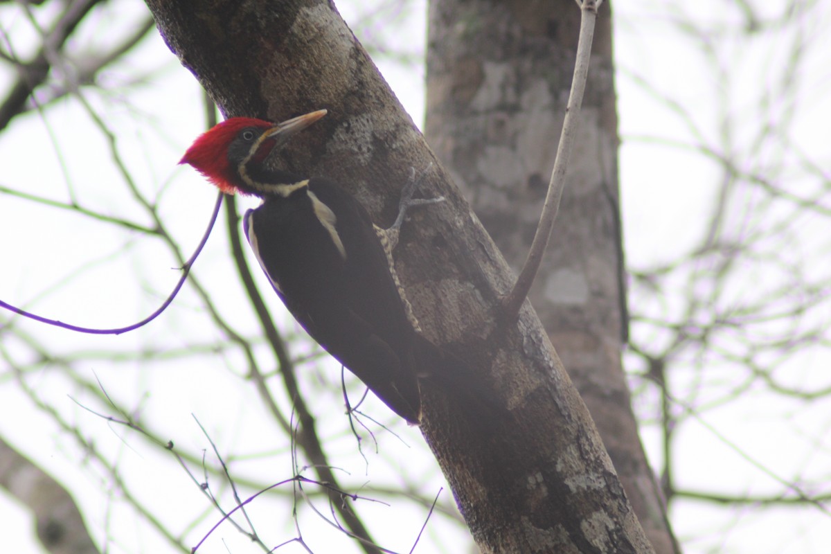 Lineated Woodpecker - ML611220712