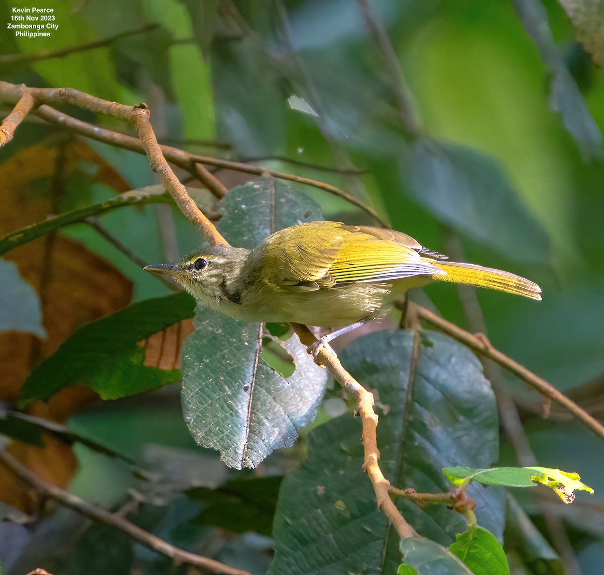 Philippine Leaf Warbler - ML611220753