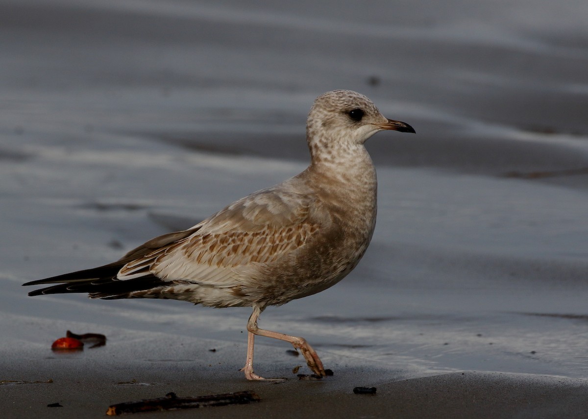 Short-billed Gull - ML611220777