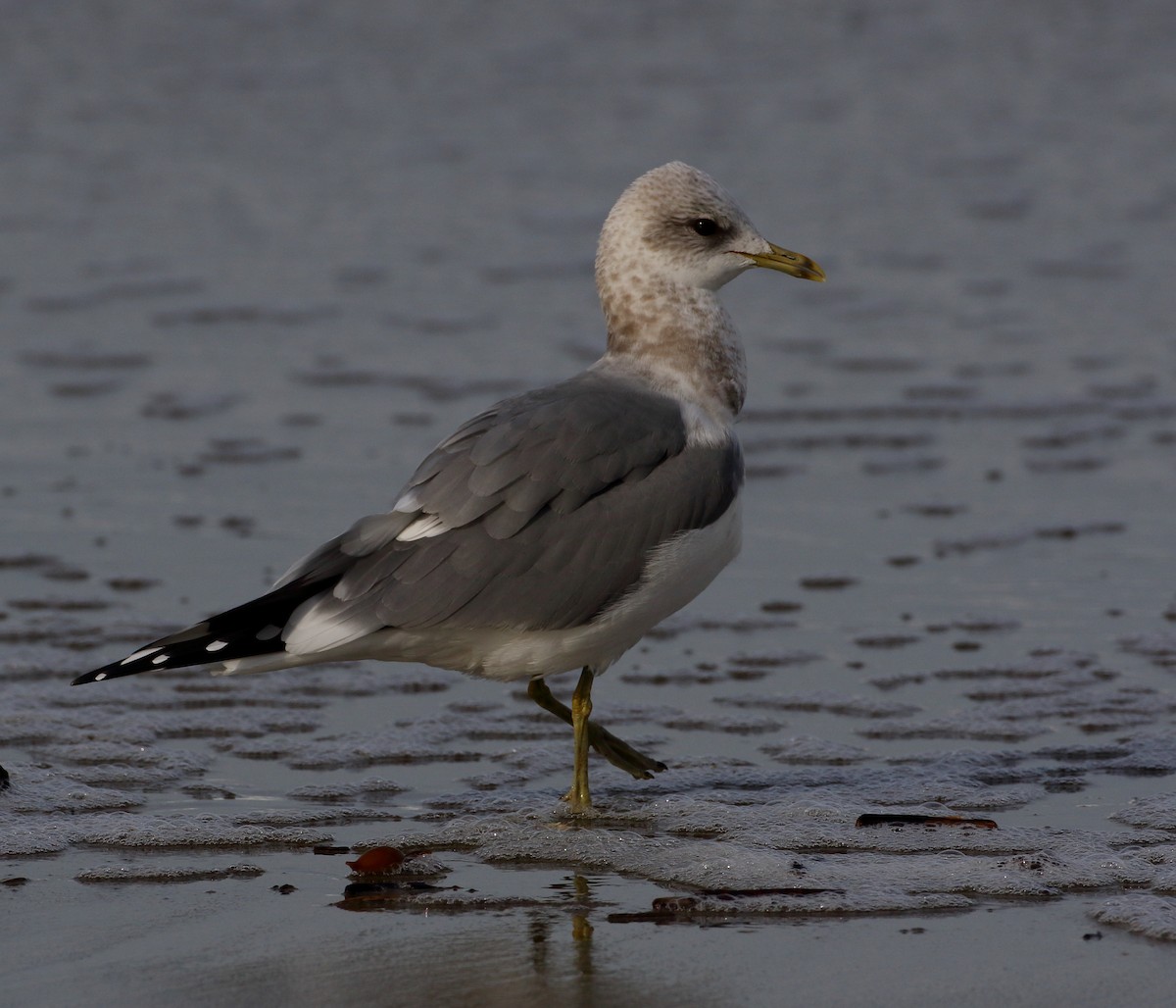 Short-billed Gull - ML611220782