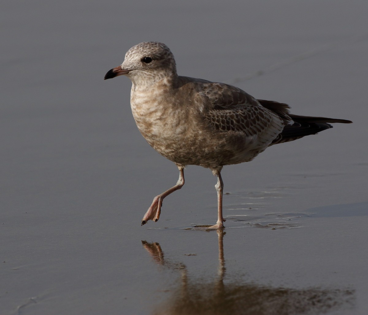 Short-billed Gull - Kent Leland