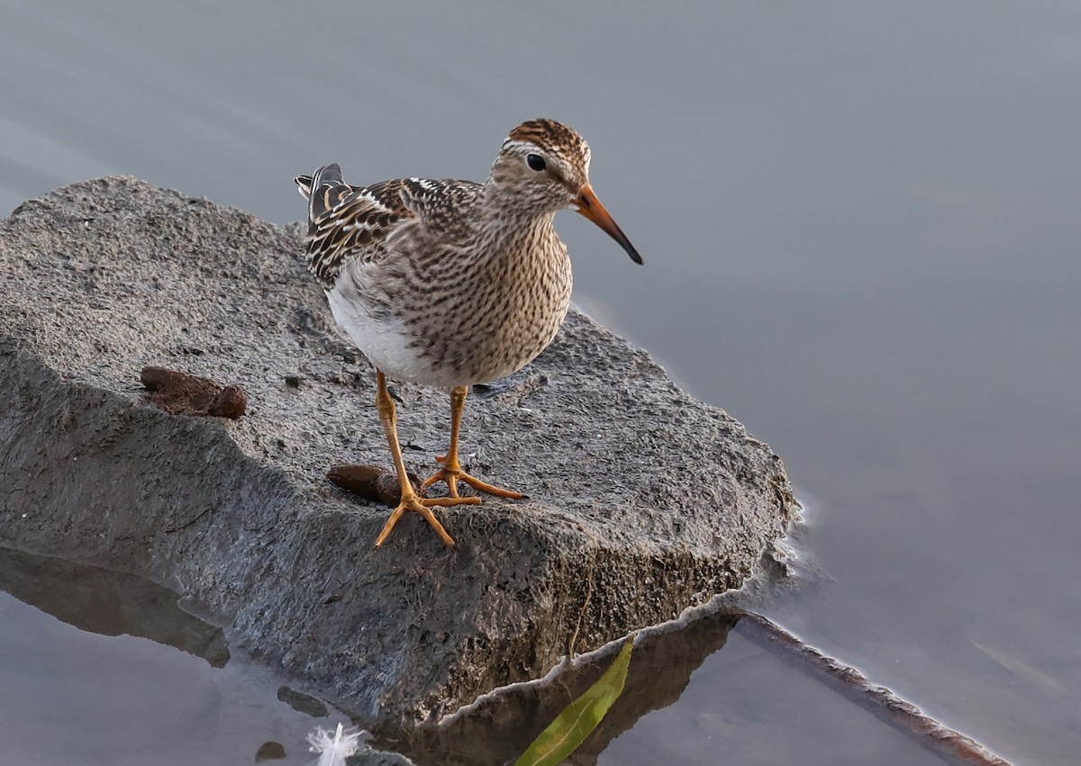 Pectoral Sandpiper - T. Erickson