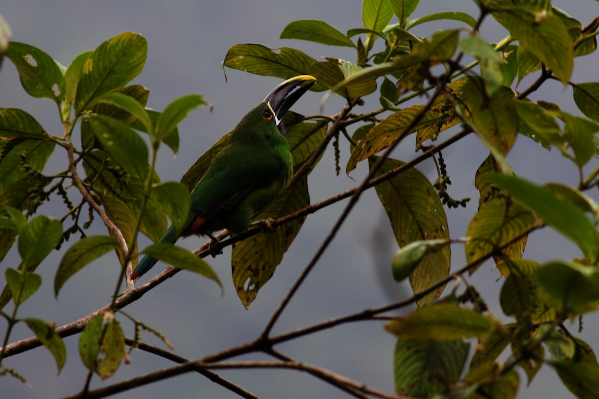 Southern Emerald-Toucanet (Black-throated) - ML611221032