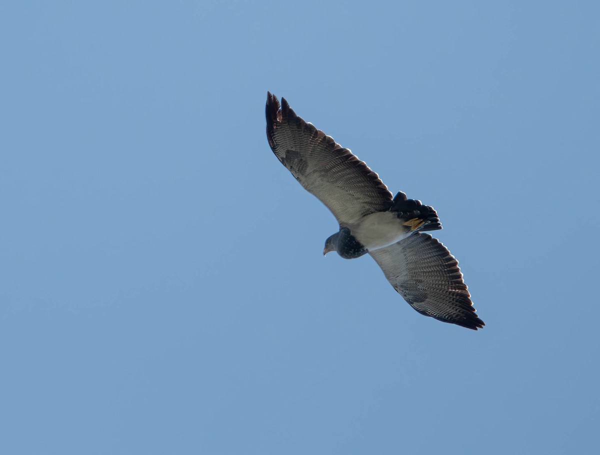 Black-chested Buzzard-Eagle - ML611221034