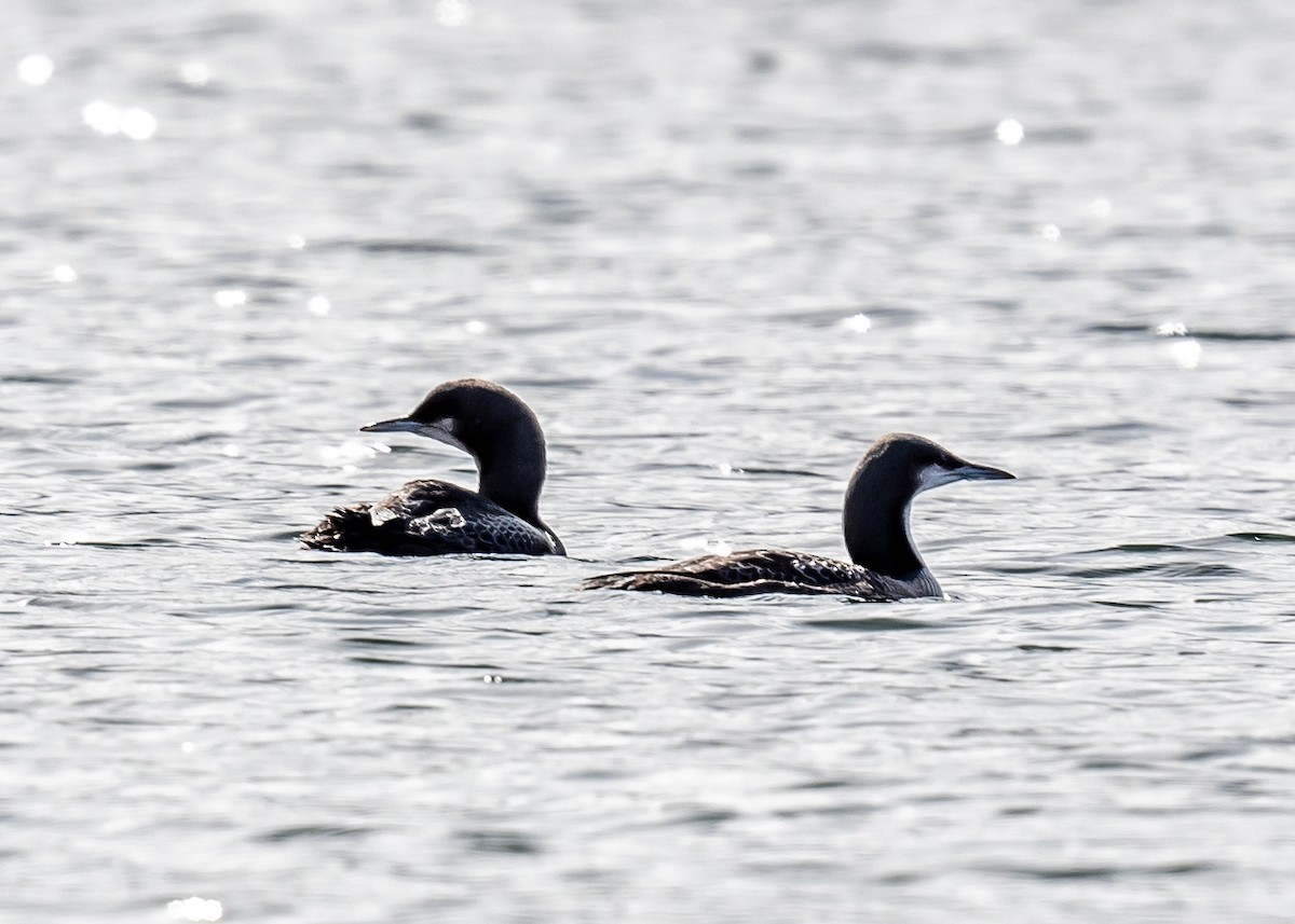 Pacific Loon - Alan Pratt