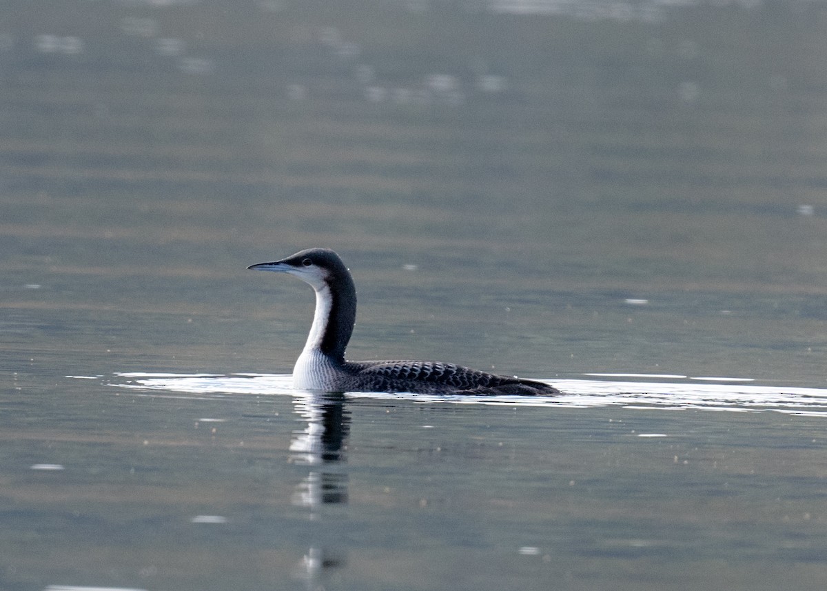 Pazifiktaucher - ML611221064