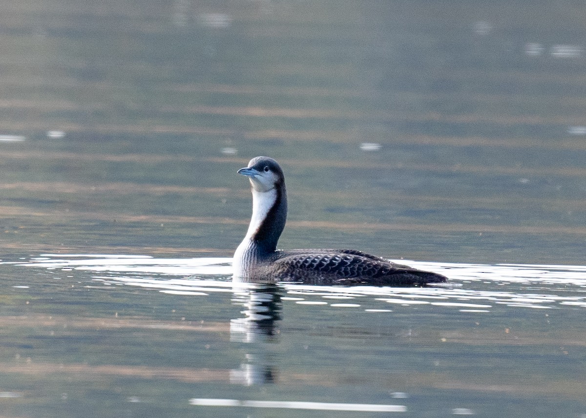 Pazifiktaucher - ML611221065