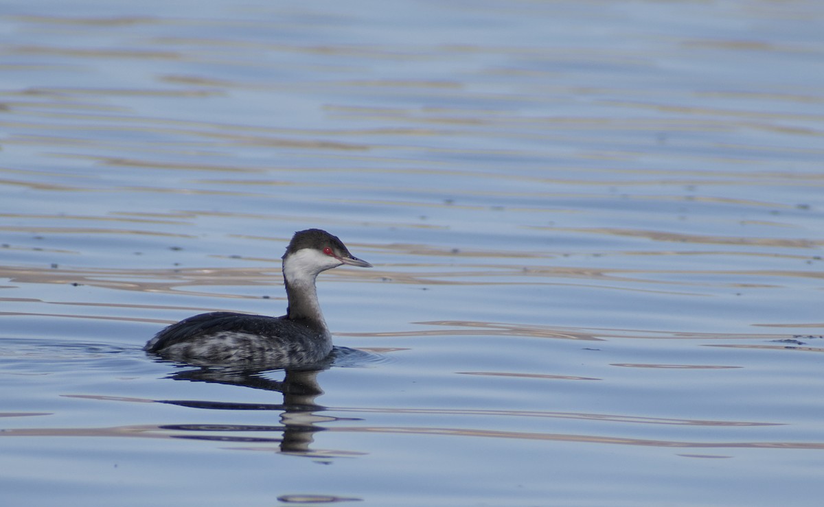 Horned Grebe - ML611221090