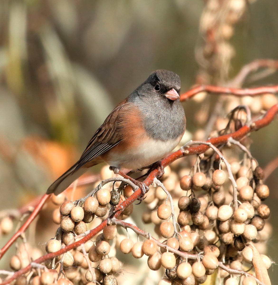 Dark-eyed Junco - ML611221228