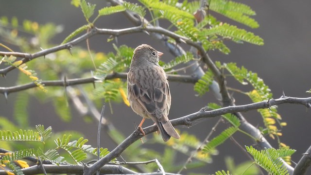 Bruant à cou gris - ML611221237