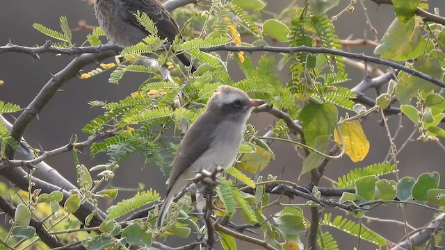 Common Woodshrike - ML611221238