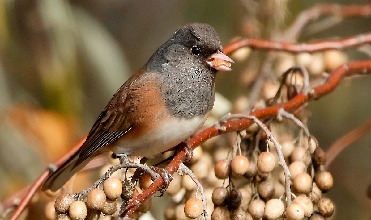 Dark-eyed Junco - Mark  Ludwick