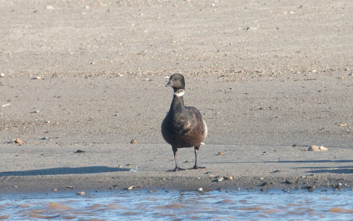 Brant - ML611221286