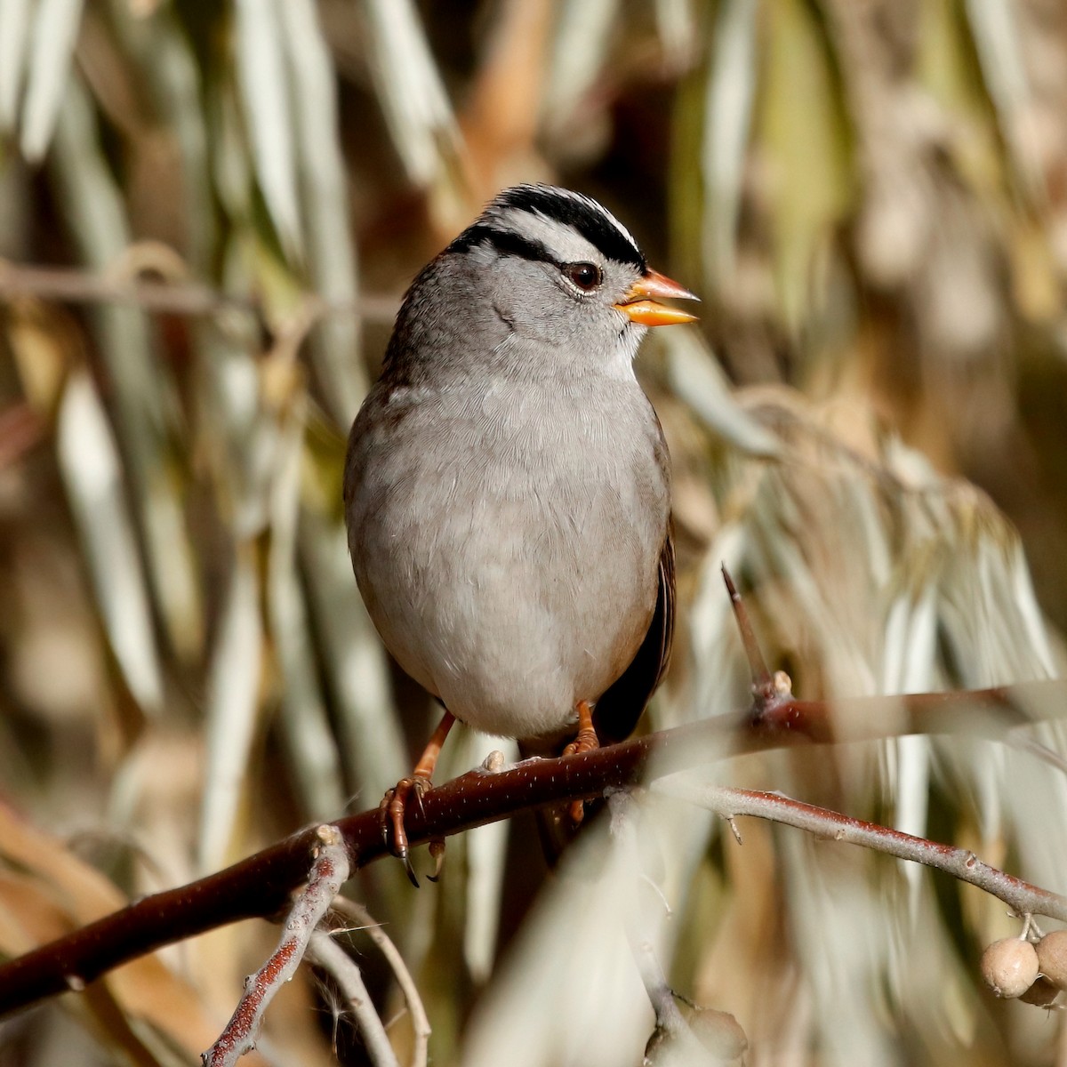 White-crowned Sparrow - Mark  Ludwick