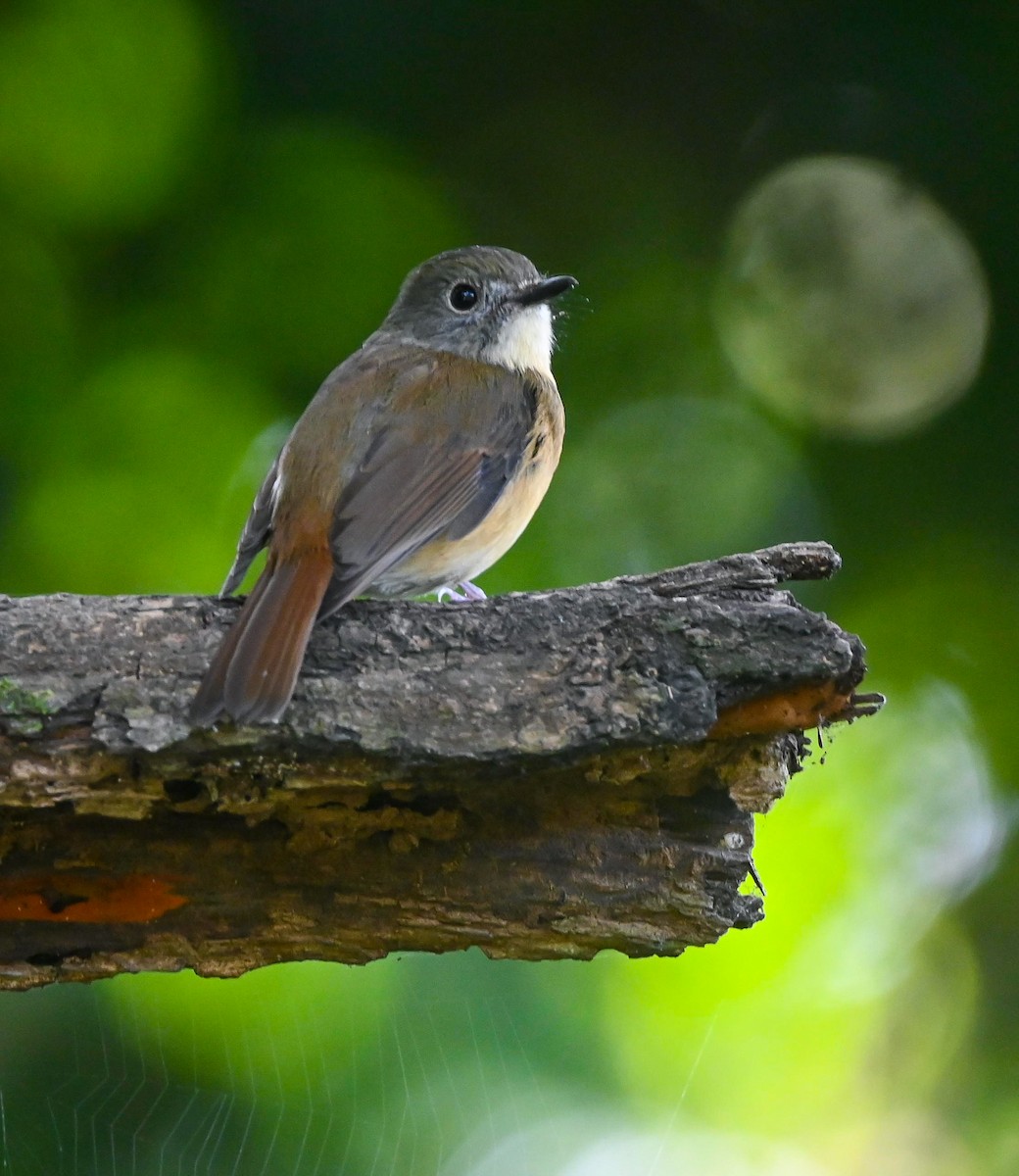 Pale-chinned Flycatcher - ML611221311