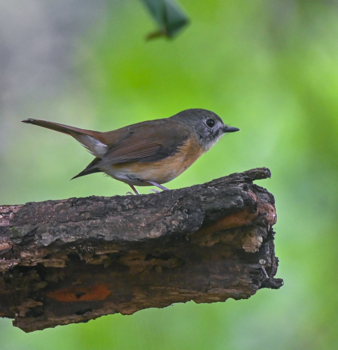 Pale-chinned Flycatcher - ML611221312