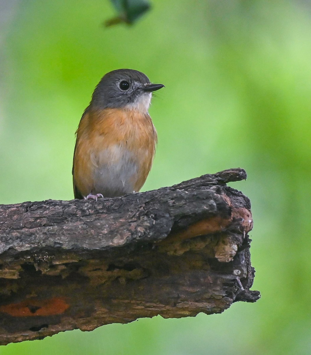 Pale-chinned Flycatcher - ML611221313