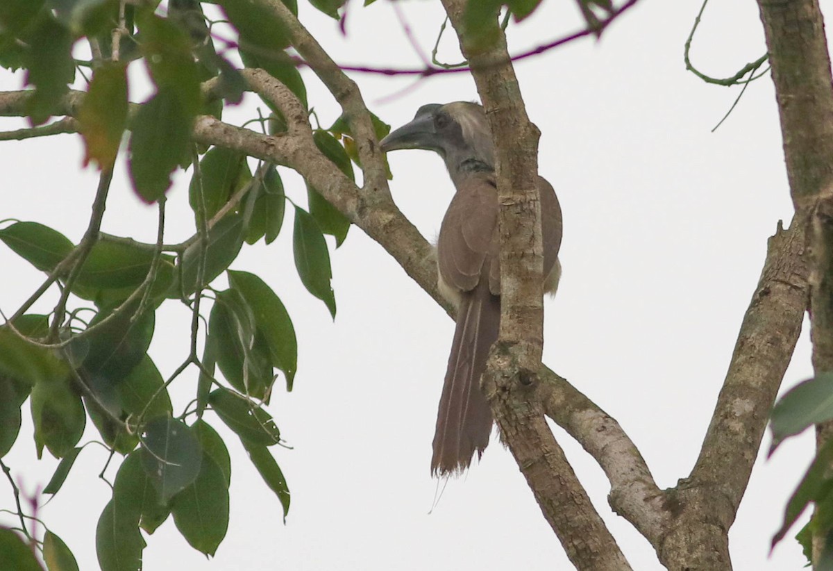 Indian Gray Hornbill - ML611221402