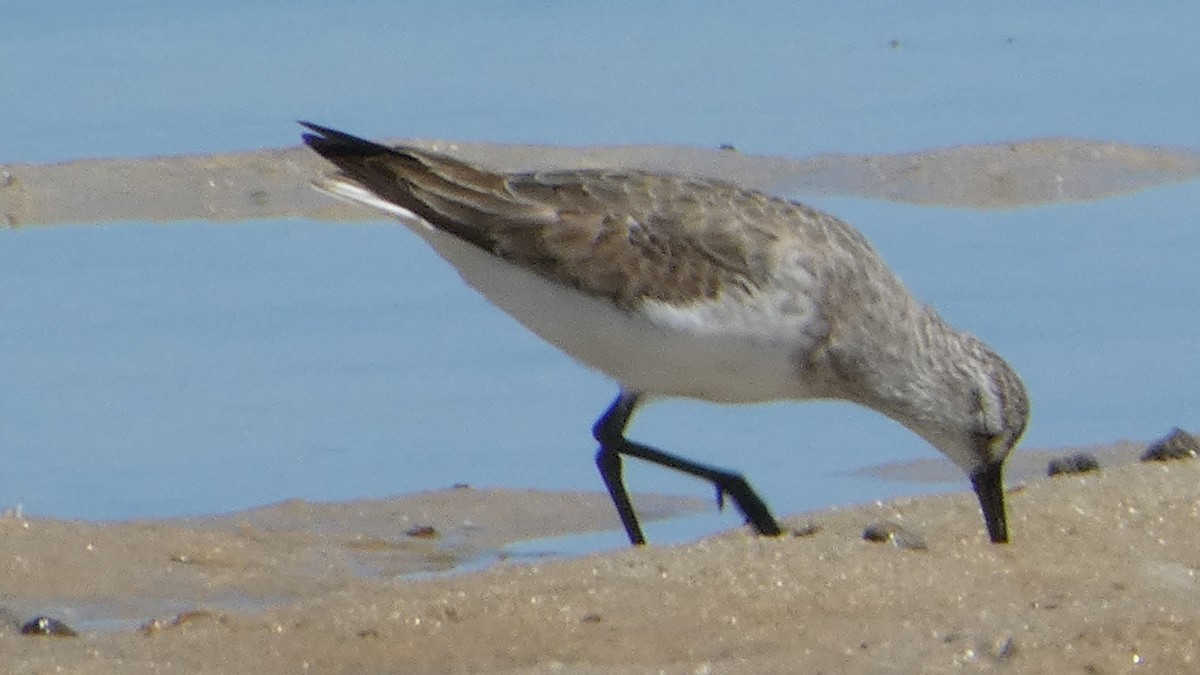 Curlew Sandpiper - ML611221426