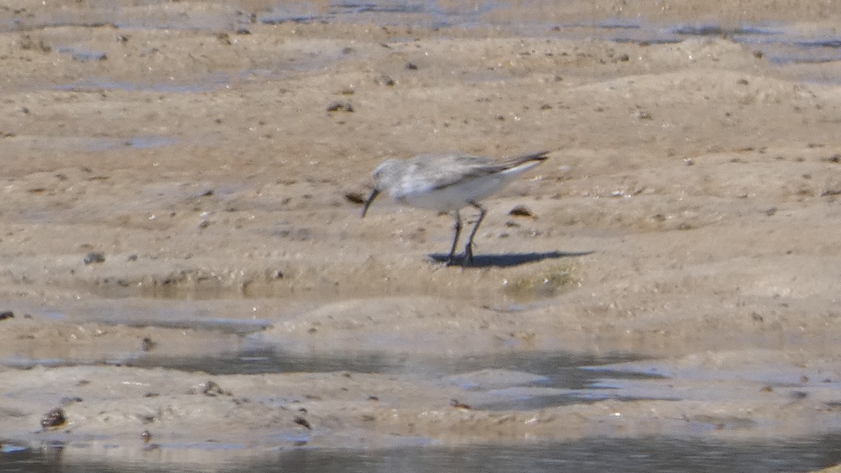 Curlew Sandpiper - ML611221433