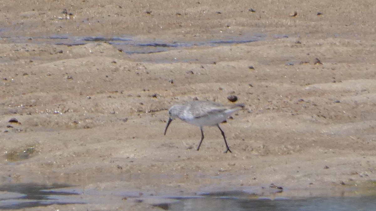 Curlew Sandpiper - ML611221436