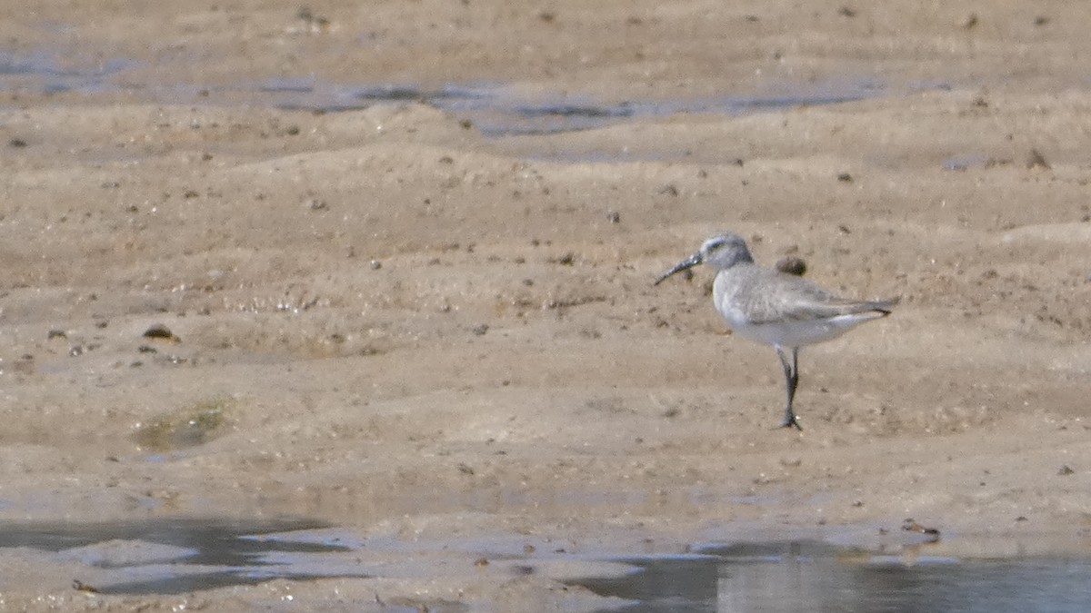 Curlew Sandpiper - ML611221437