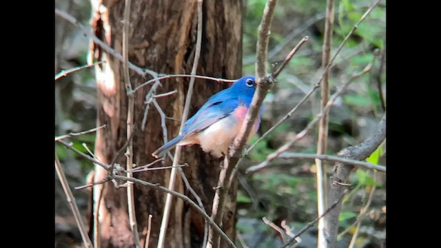Rose-bellied Bunting - ML611221475