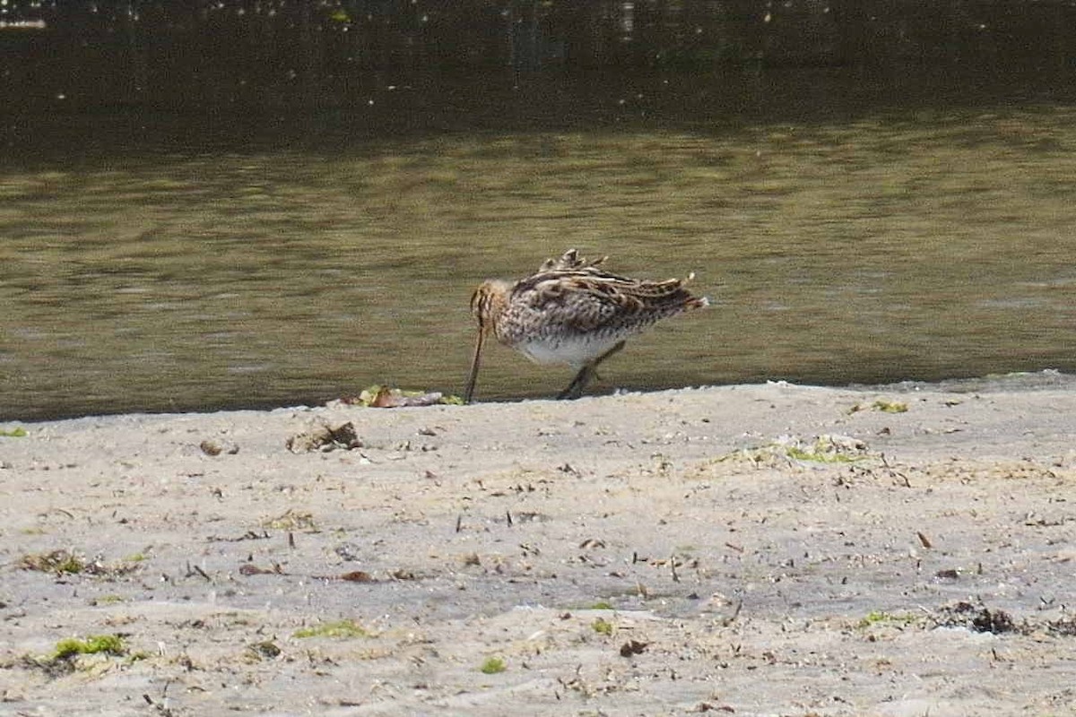 Latham's Snipe - ML611221484