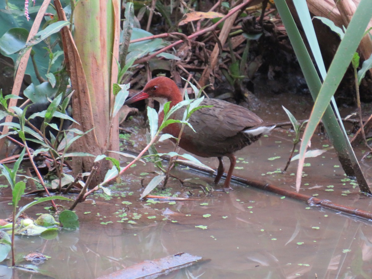 White-throated Rail - ML611221504