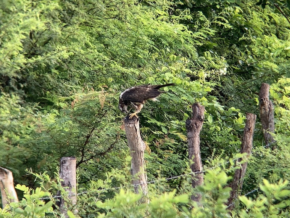 Snail Kite - Matt Brady